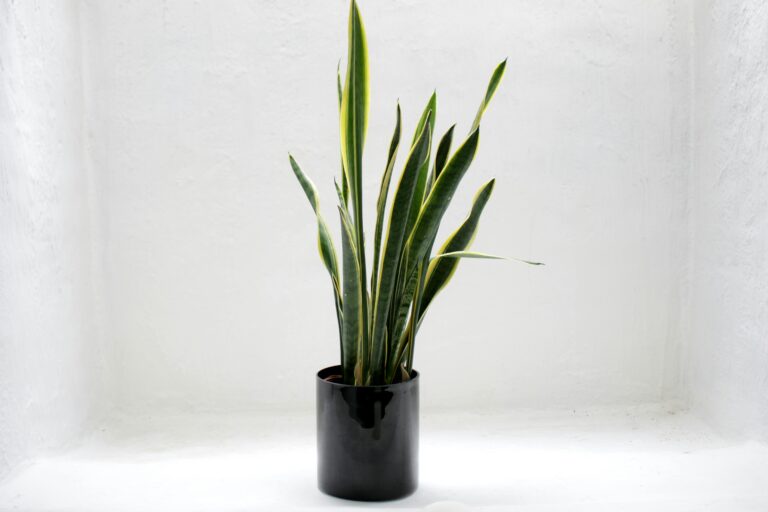 Blumenvase